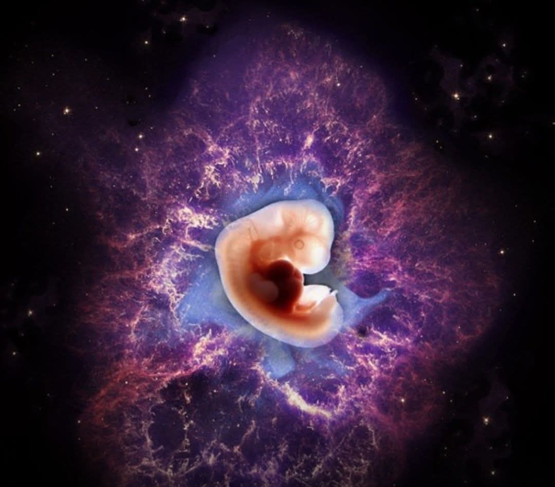 China envía embriones artificiales humanos al espacio para estudiar el desarrollo de la vida en microgravedad