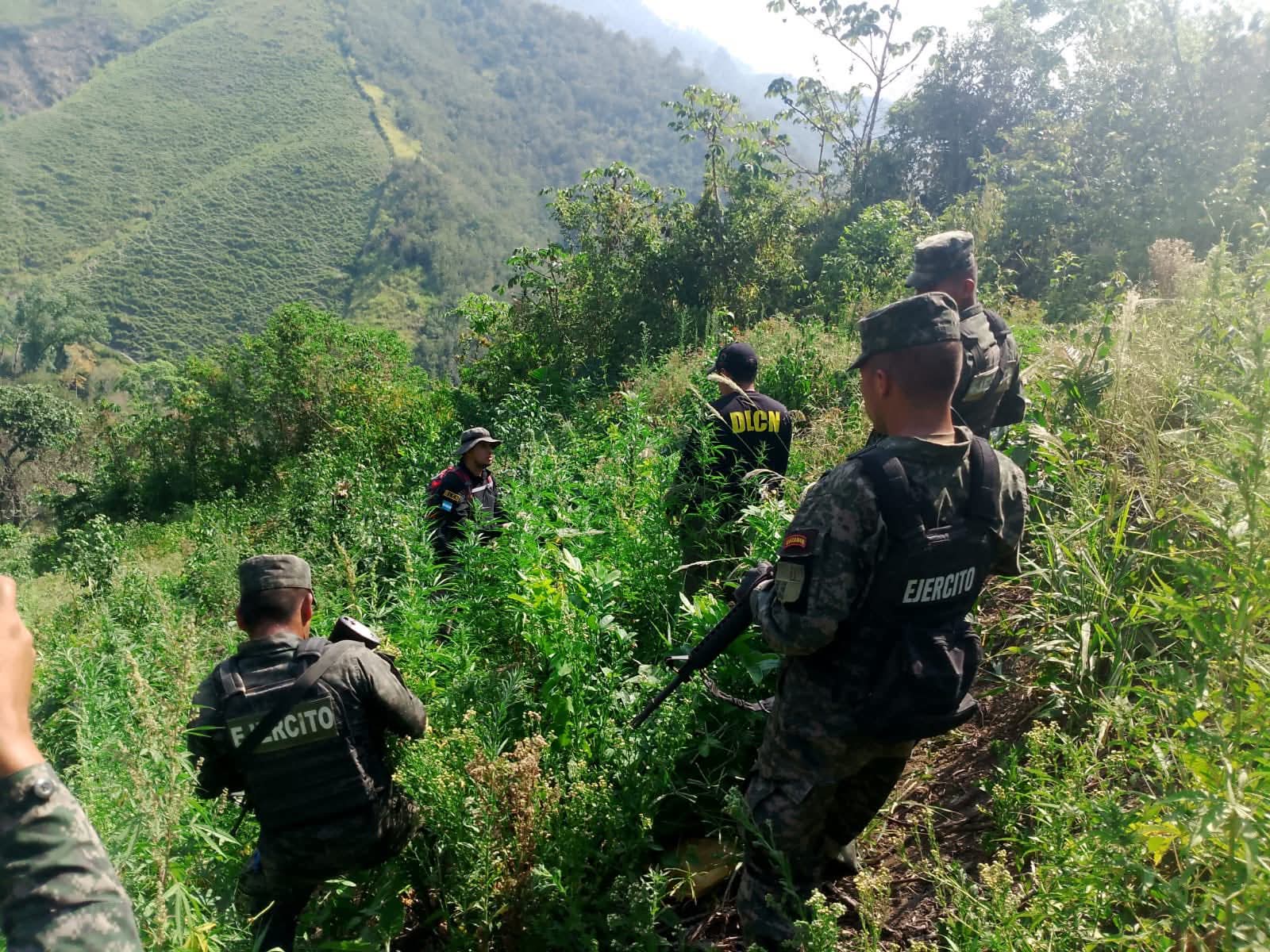 Destruyen cultivo de marihuana con casi 3,000 plantas en Olancho