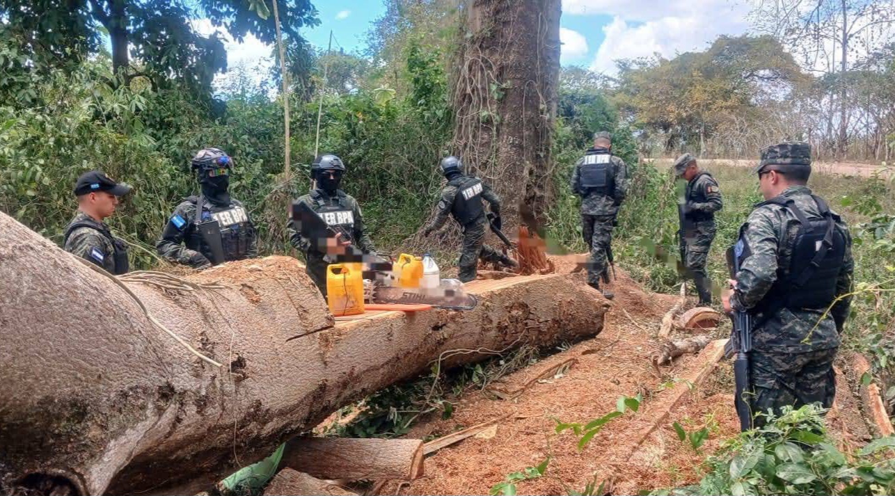 Detectan tala ilegal de guanacaste en Olancho y decomisan motosierra abandonada