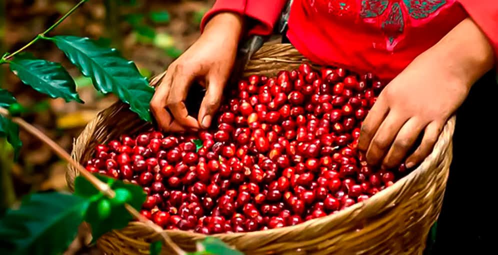 Divisas por ventas de café suben 74% en cinco meses de cosecha