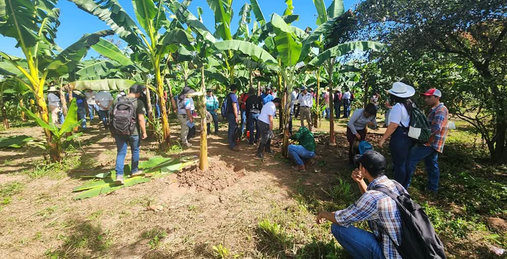 Estudiantes aprenden técnicas para multiplicar cormos de banano y plátano de forma más rápida
