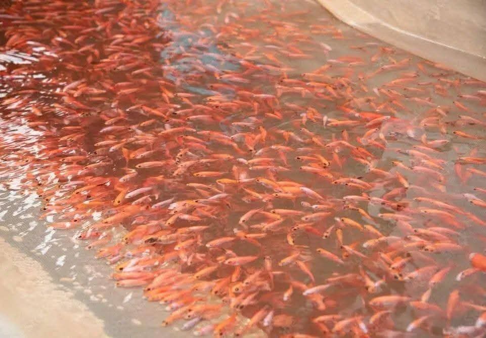 Exportaciones de tilapia podrían crecer en un 5% en 2026