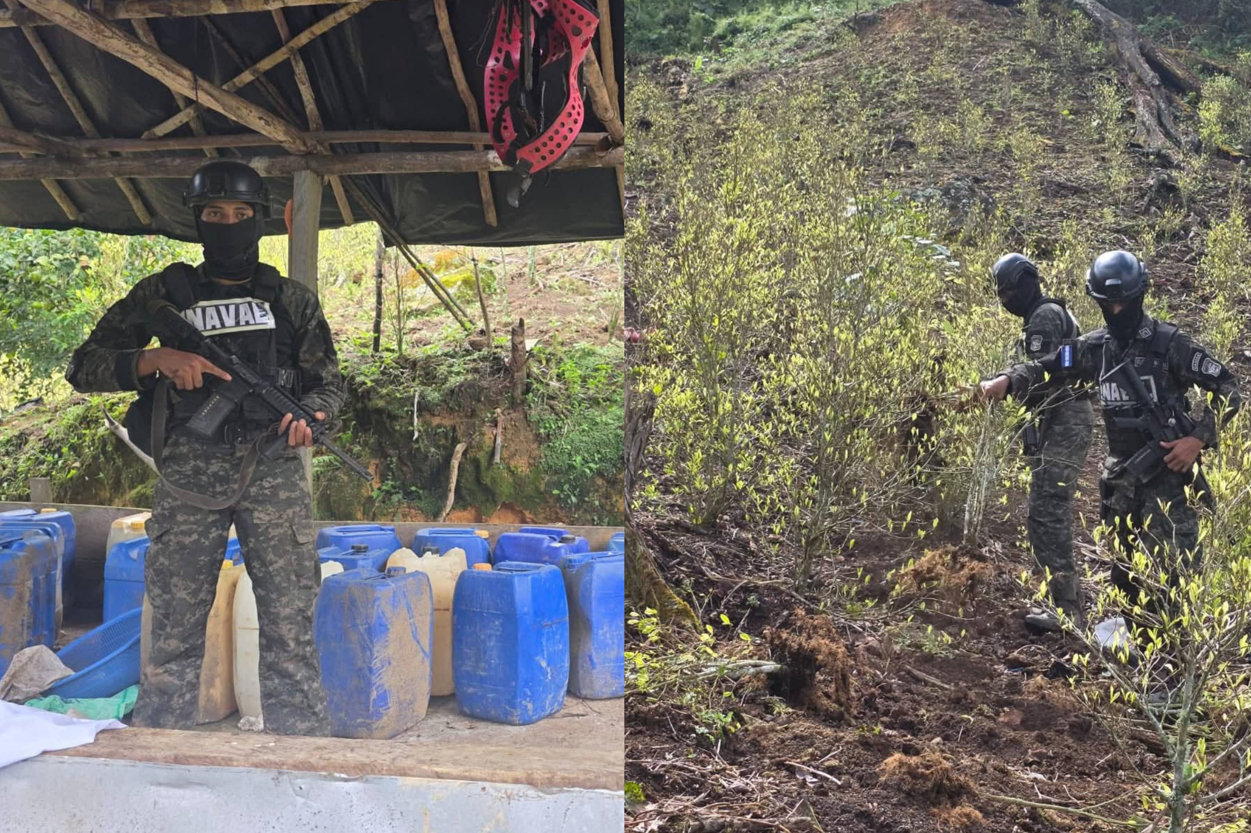 FF.AA. aseguran 22 mil arbustos de coca en el Parque Nacional Botaderos y desmantelan narcolaboratorio en Colón