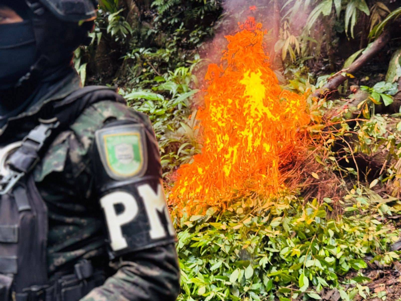 FF. AA. destruyen dos viveros clandestinos con 40,000 plántulas de coca en Yoro