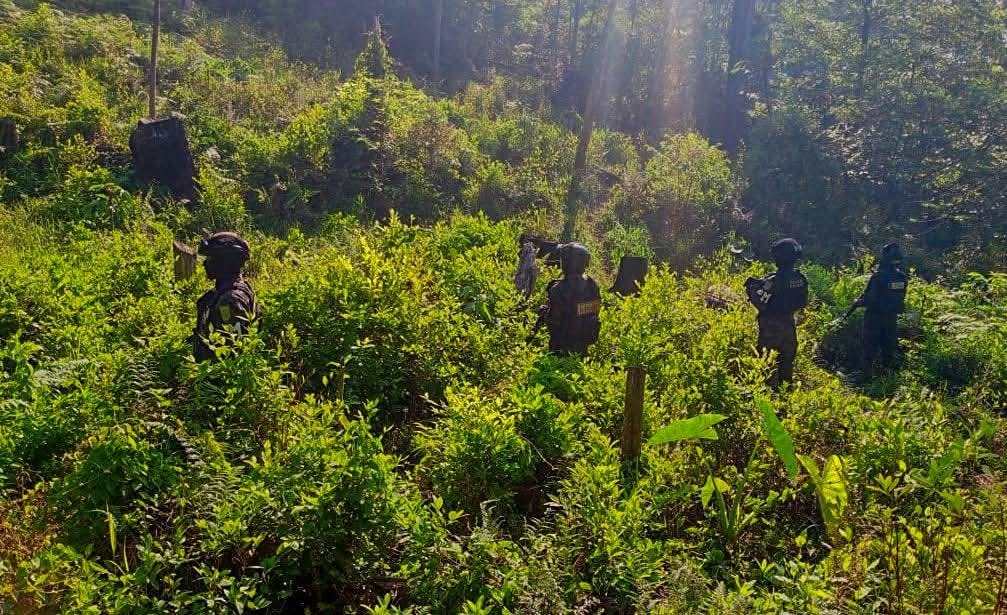 Fuerzas Armadas aseguran cultivo con 16,500 arbustos de coca y destruyen narcolaboratorio en Yoro