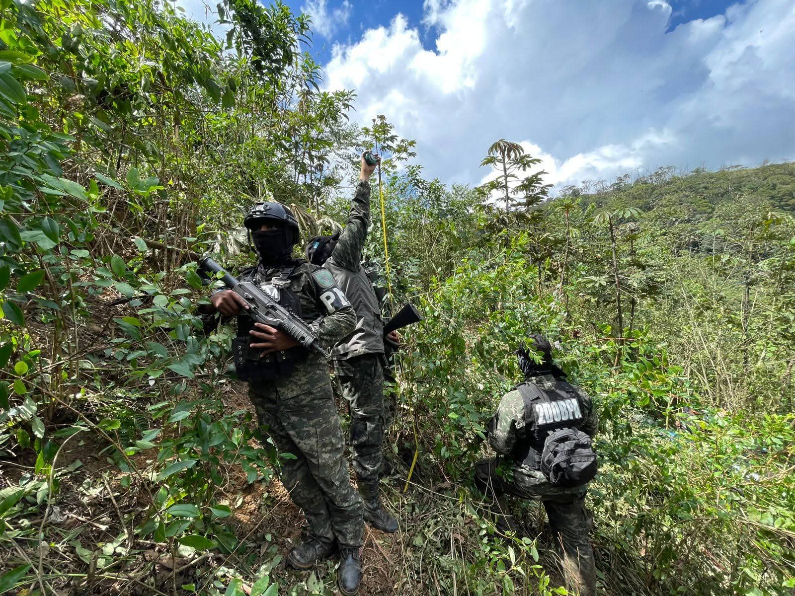 Fuerzas Armadas aseguran más de 19 mil arbustos de supuesta coca en operativos en el norte del país