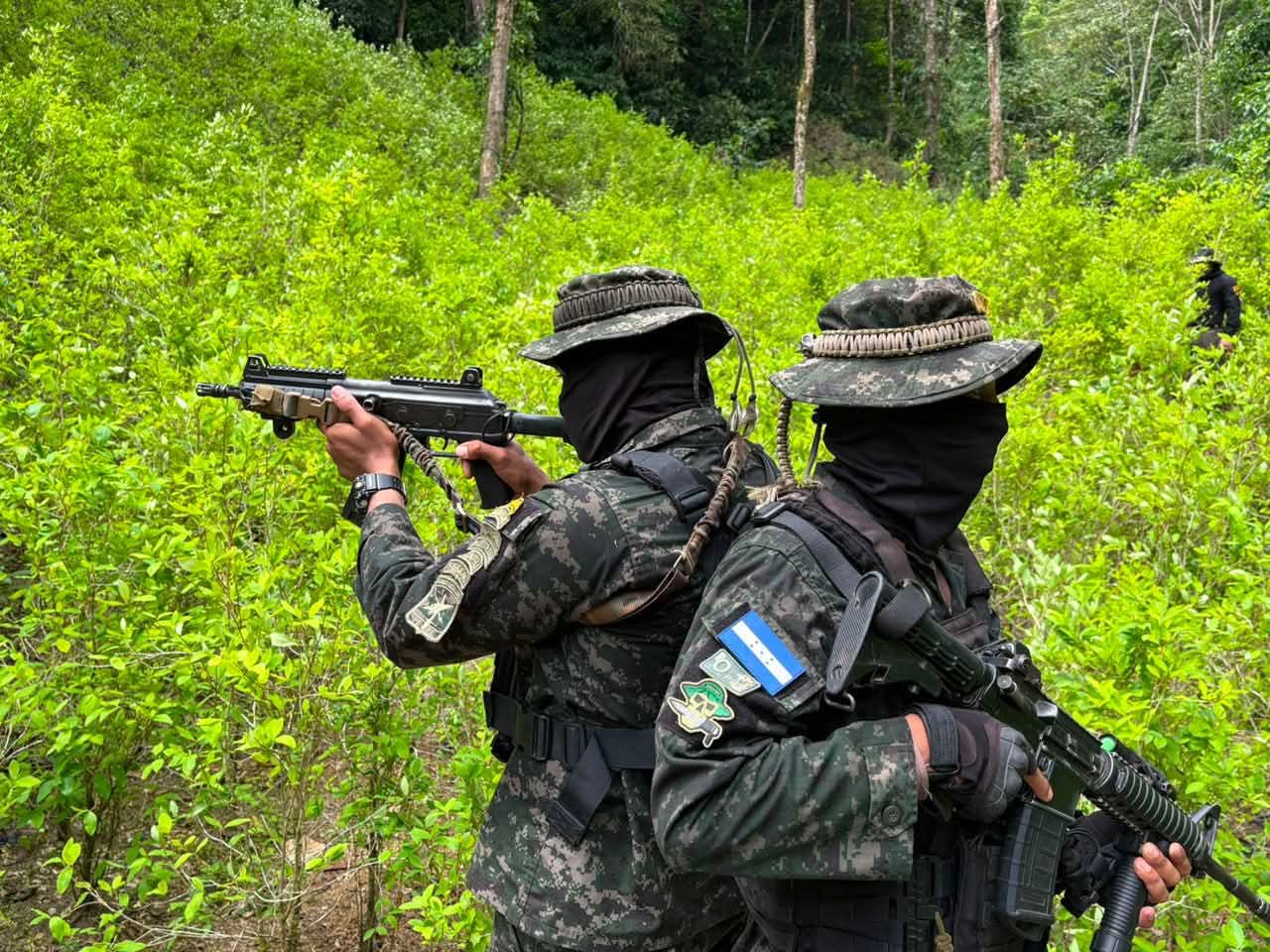 Fuerzas Armadas aseguran plantación con 11,000 arbustos de coca en Colón