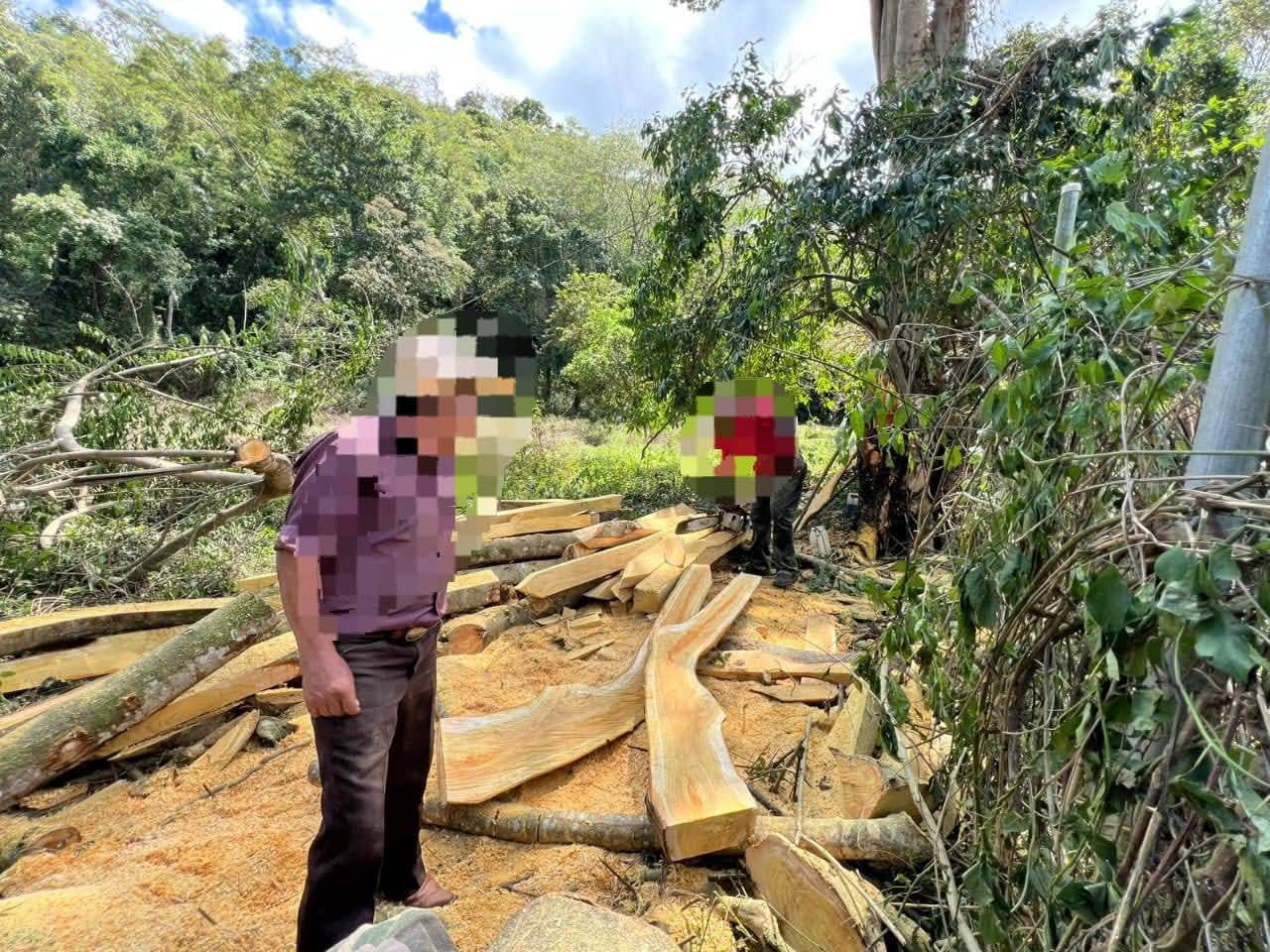 Fuerzas Armadas decomisan más de 600 pies tablares de madera extraída ilegalmente en Santa Bárbara