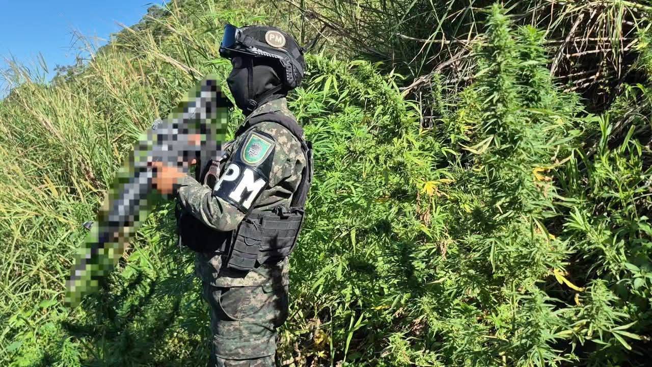 Fuerzas Armadas erradican e incineran 3,000 arbustos de supuesta marihuana en Colón