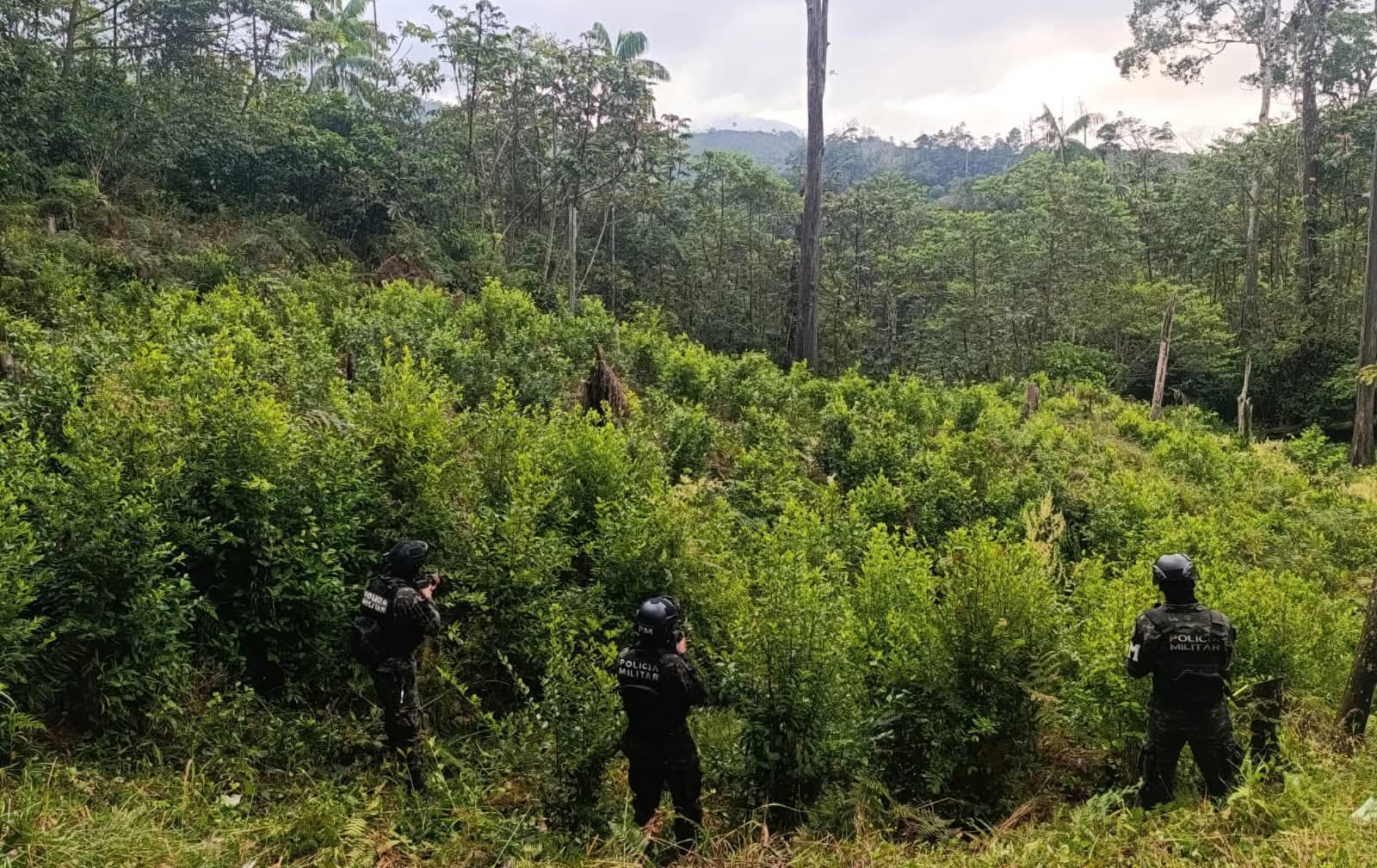 Fuerzas Armadas localizan y aseguran 14,000 arbustos de coca en Colón y Yoro