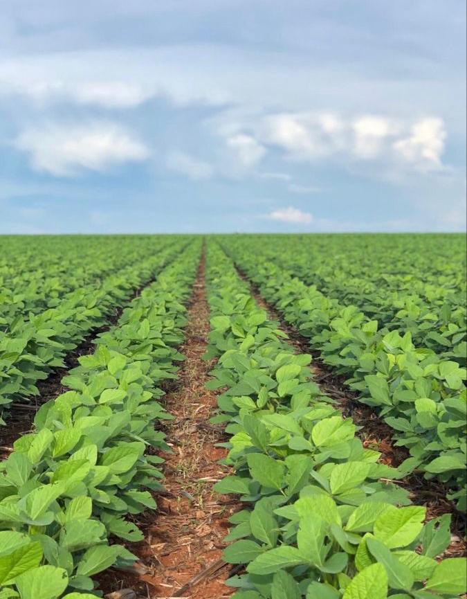 Gobierno descarta desabastecimiento de granos básicos y destina L1,500 millones para fortalecer el agro