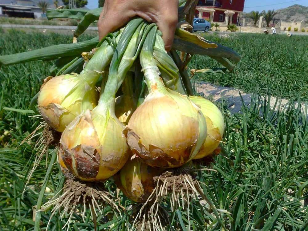 Gobierno fija precio de la cebolla en L300 por bolsa para estabilizar el mercado