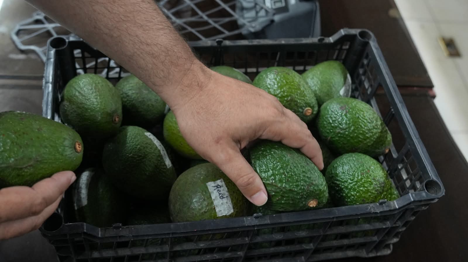 Gobierno y productores de aguacate fortalecen alianza para impulsar la producción y exportación nacional