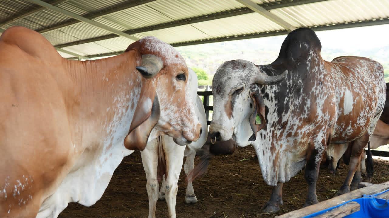 Honduras apuesta por biotecnología y genética avanzada para transformar la ganadería nacional