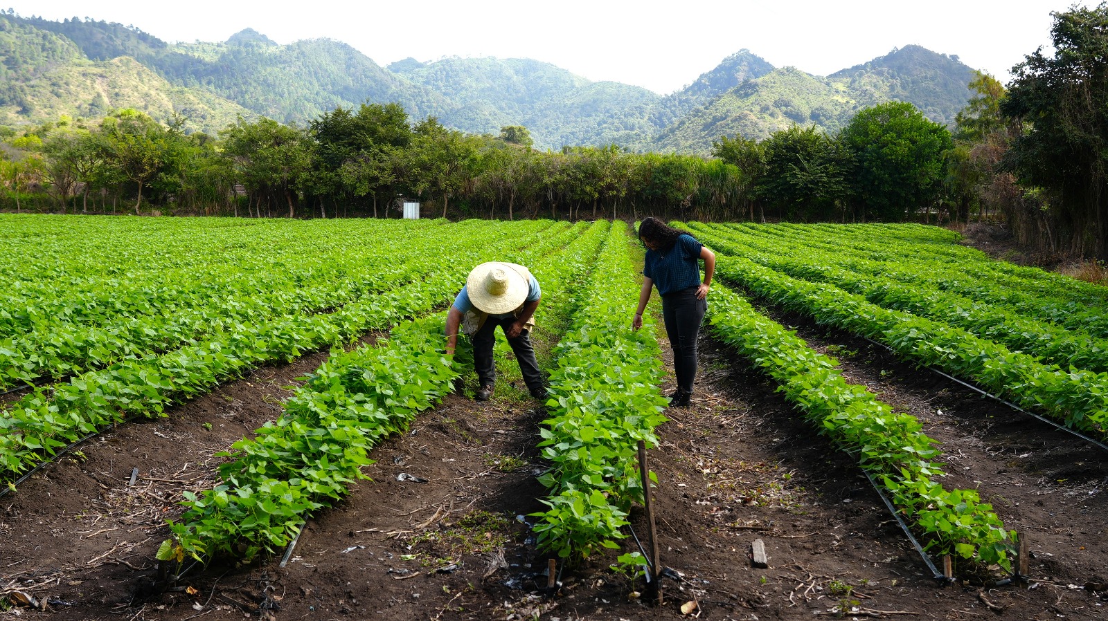 Honduras apuesta por transformar sistemas agroalimentarios para fortalecer la soberanía alimentaria