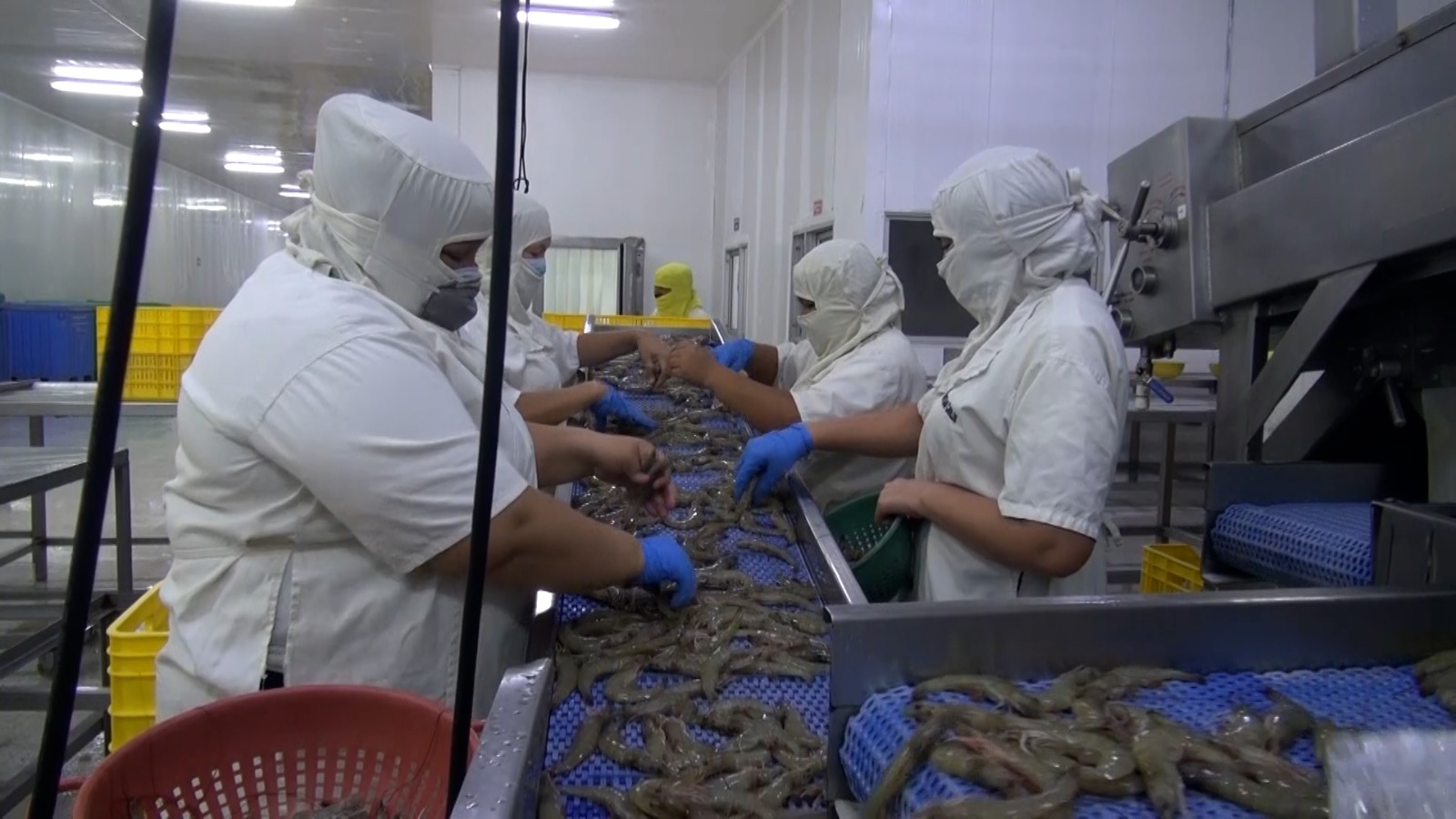 Honduras fortalece exportación de camarón con estrictos controles sanitarios y trazabilidad