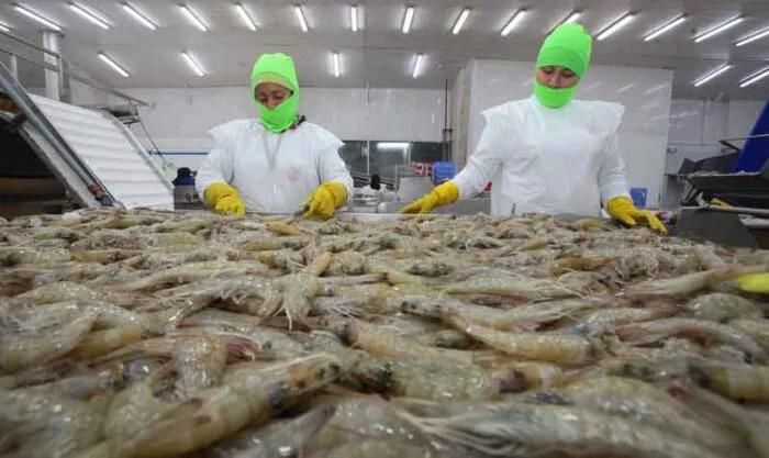 Honduras implementa moderno sistema de trazabilidad para fortalecer exportaciones de camarón
