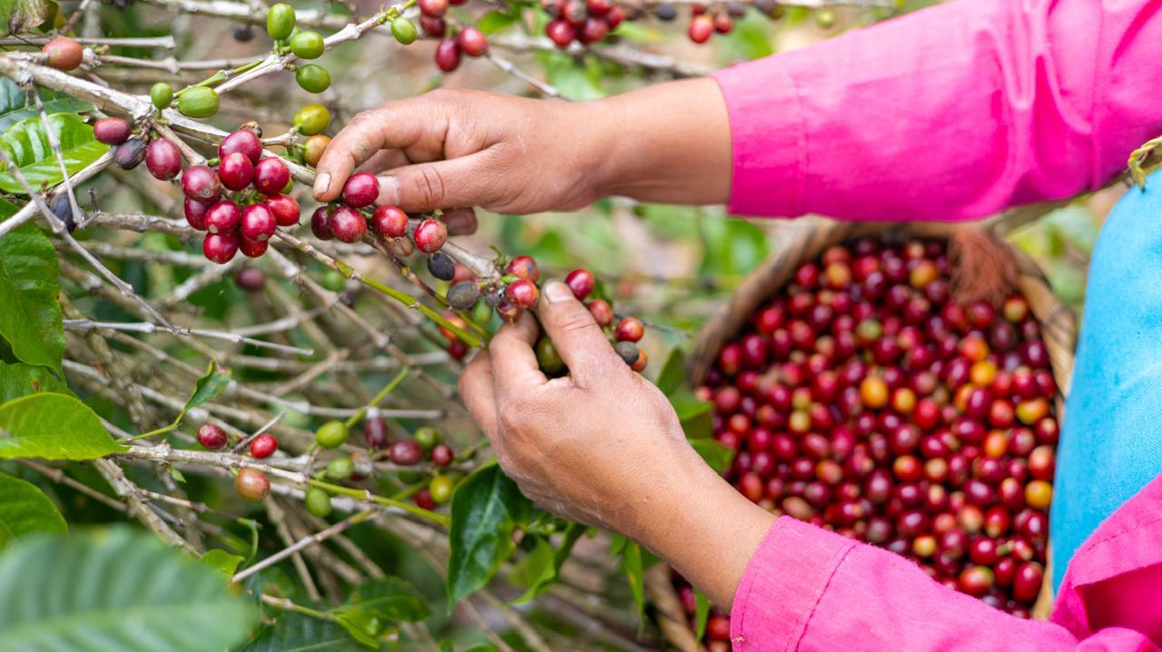 Honduras proyecta cerrar cosecha cafetalera 2025–2026 con exportaciones cercanas a los 7 millones de quintales