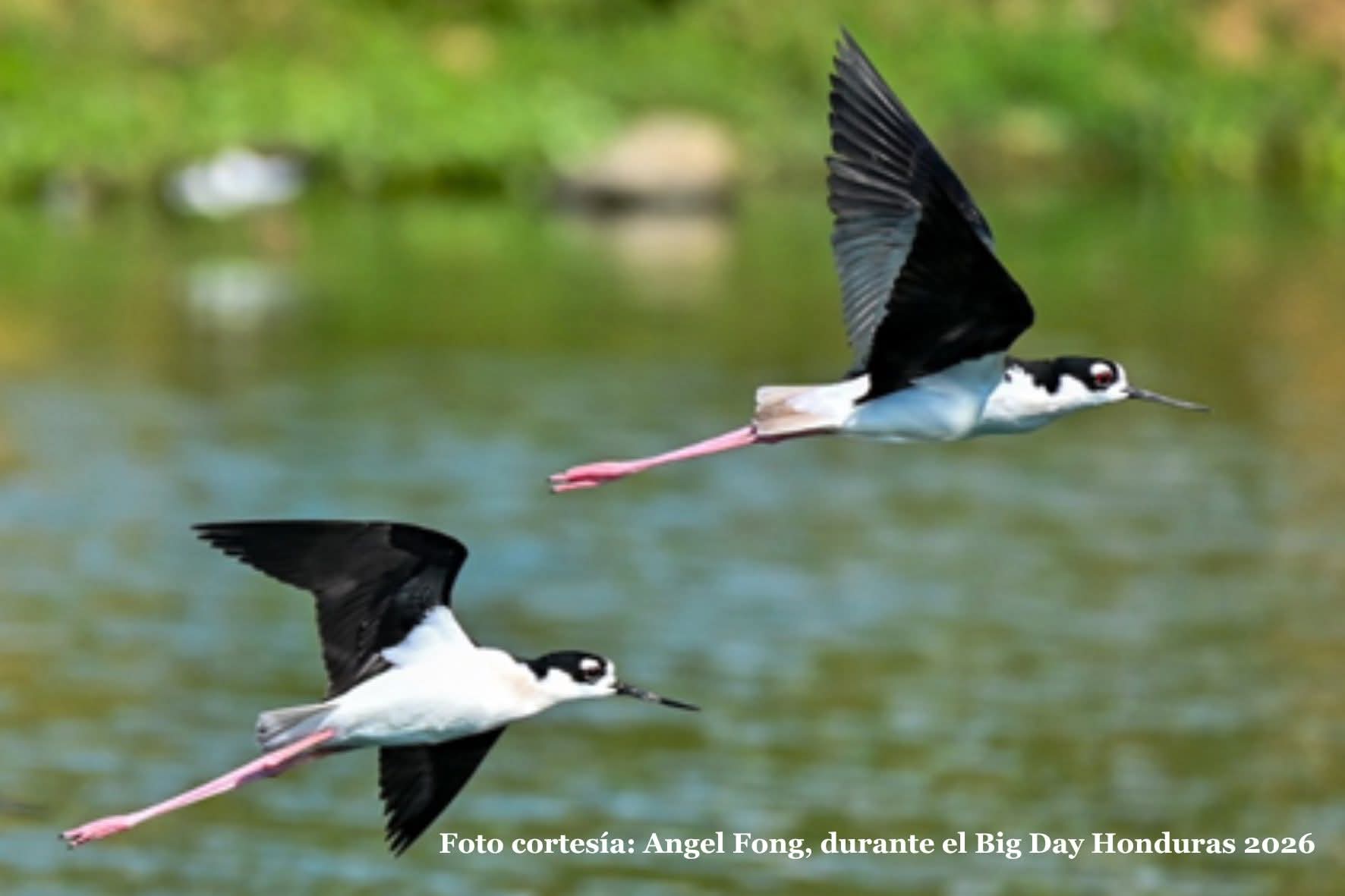 Honduras rompe récord en el Honduran Big Day 2026 con 462 especies de aves registradas