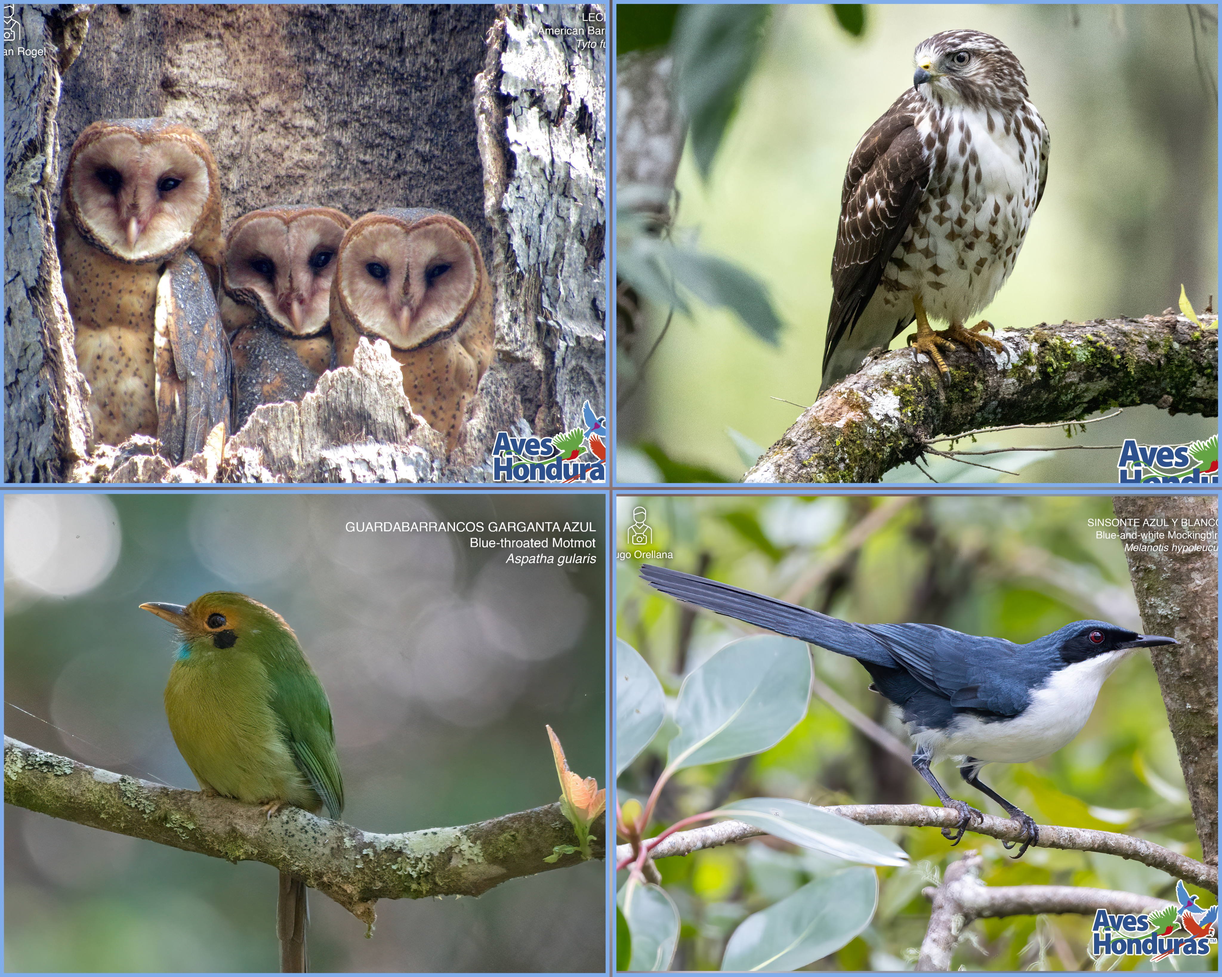 Honduras se suma al Centroamérica Big Day para celebrar la diversidad de aves y su riqueza natural