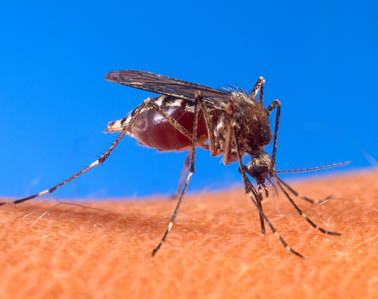 Honduras suma más de 2,200 casos de dengue en 2026; autoridades alertan por repunte reciente