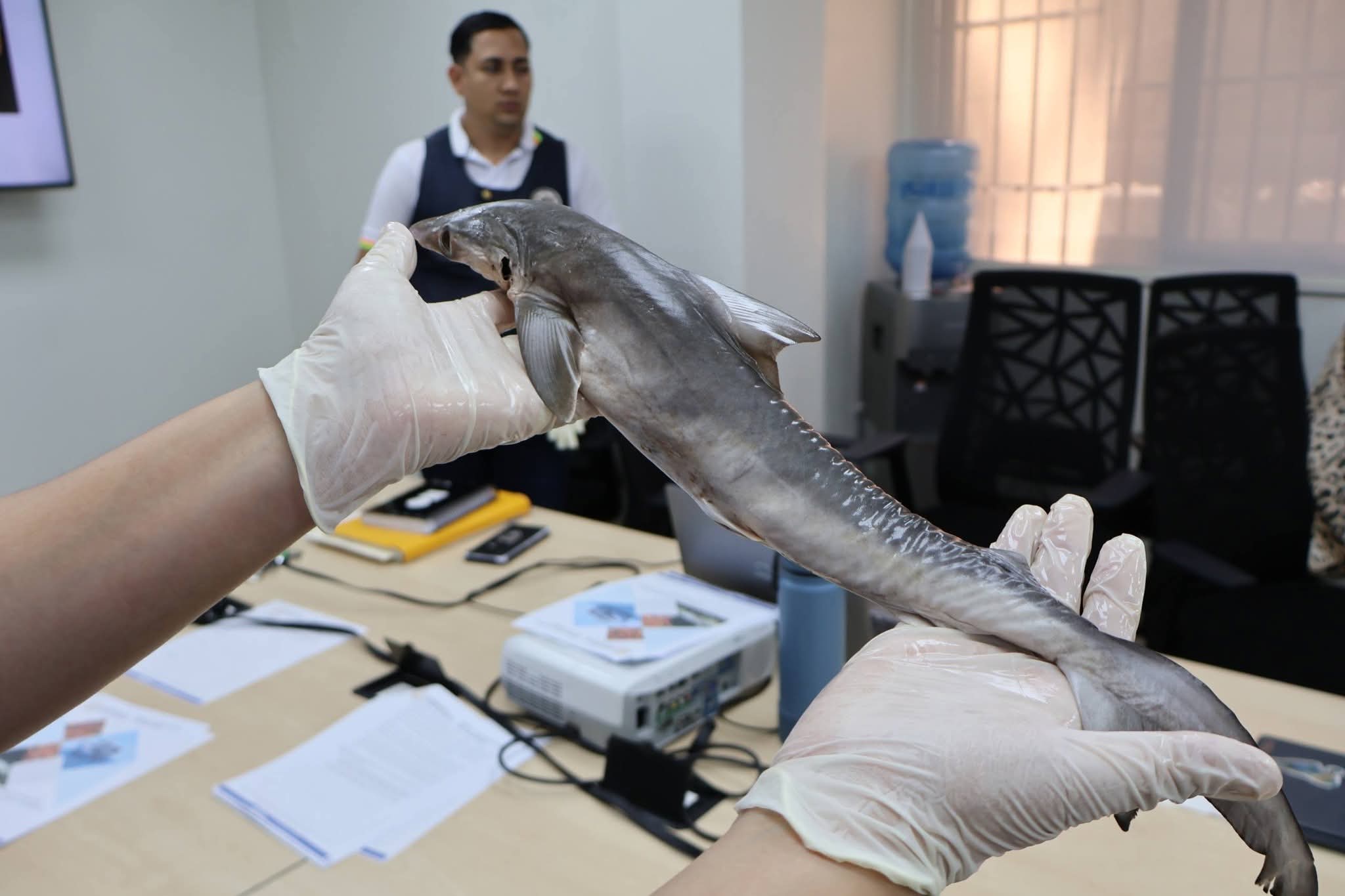 Instituciones se preparan para vigilar comercialización de pescado en Semana Santa