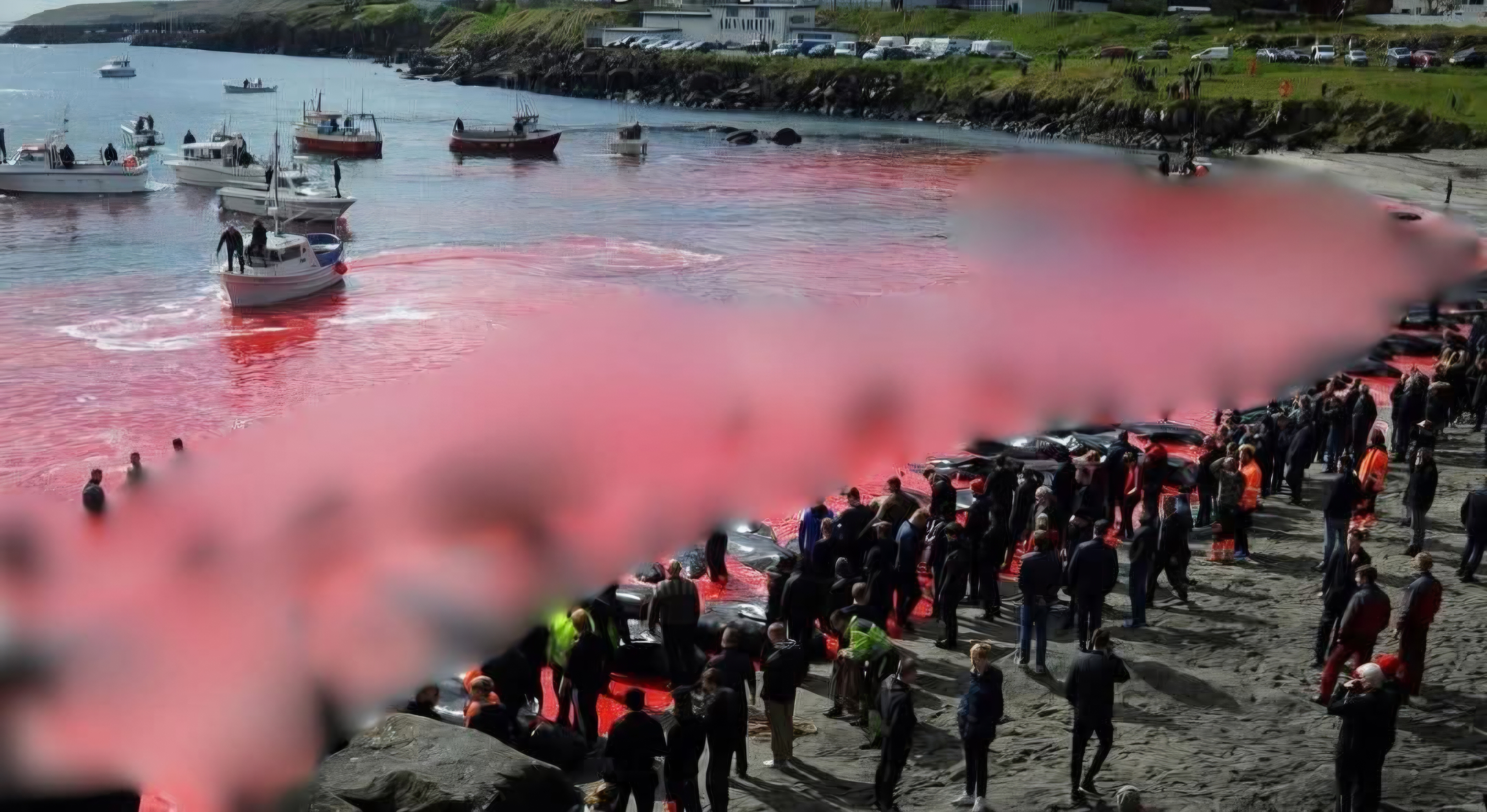 Islas Feroe bajo presión internacional tras masiva cacería de 706 cetáceos en un solo día