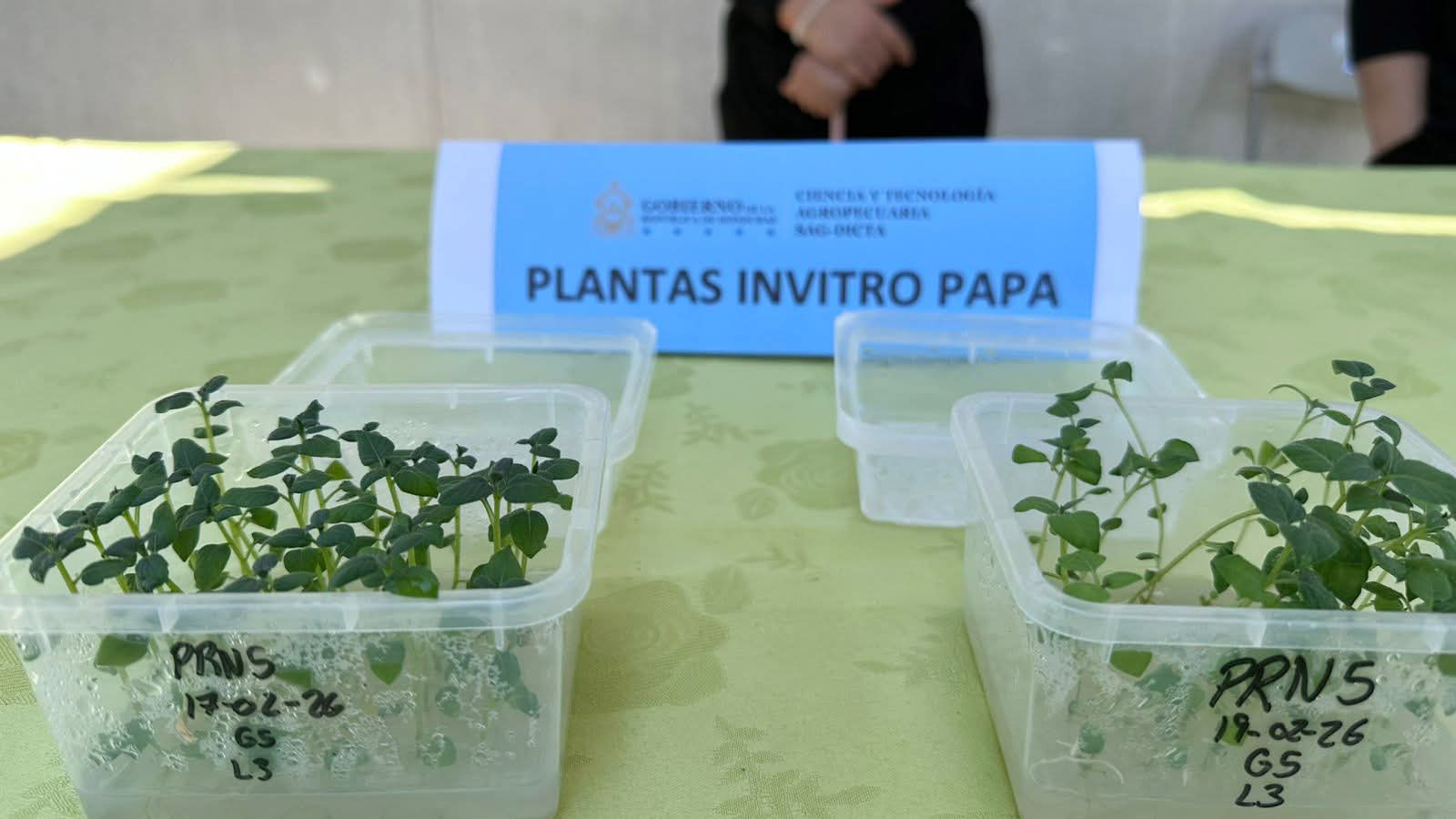 La SAG-SENASA y el OIRSA fortalecen capacidades para el manejo integrado de la paratrioza en el cultivo de papa