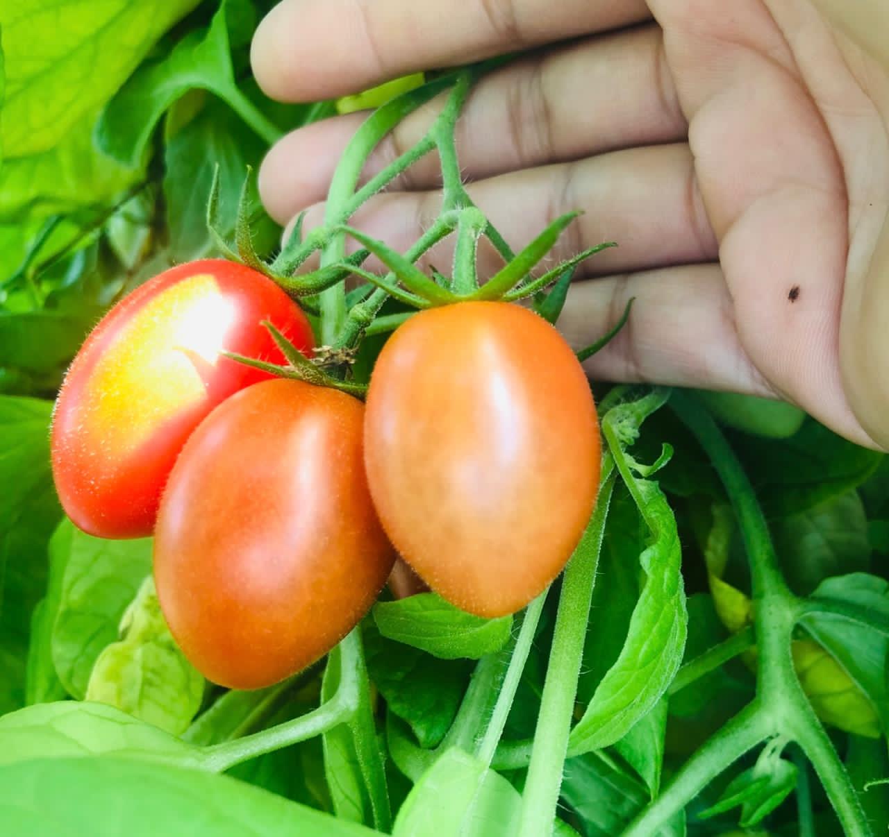 Más de 1,200 familias de Intibucá serán beneficiadas con proyecto de agricultura familiar
