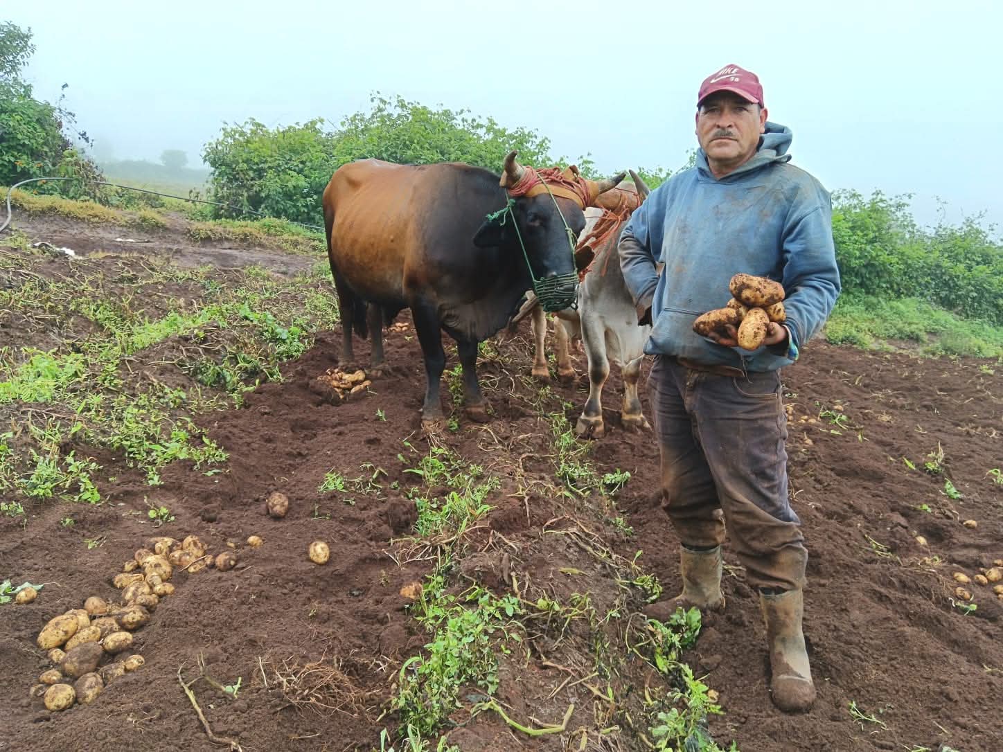Más de 75 mil productores se beneficiarán con las recomendaciones agroclimáticas elaboradas por la SAG