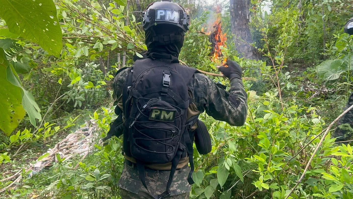 MP destruye plantación de supuesta hoja de coca en Atlántida