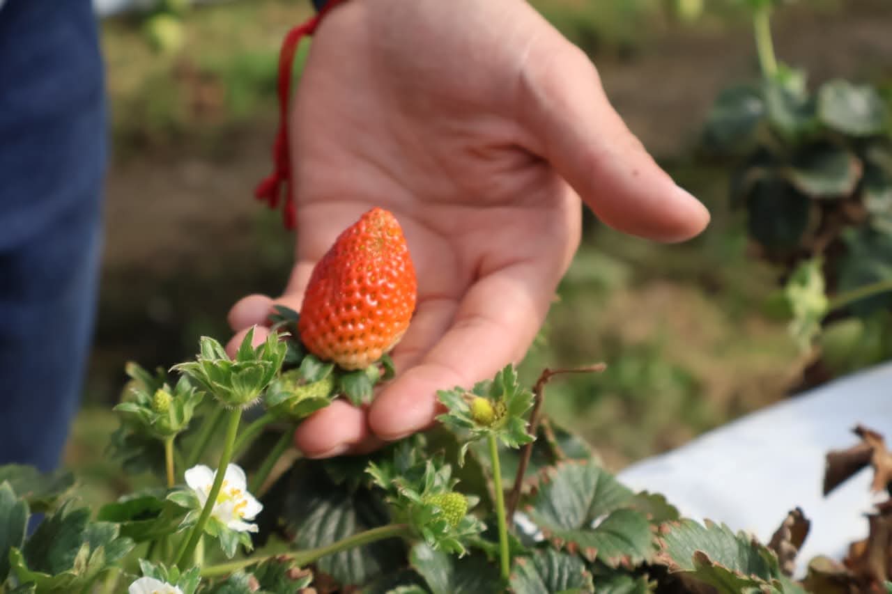 Producción de fresa se fortalece como negocio rentable en Honduras