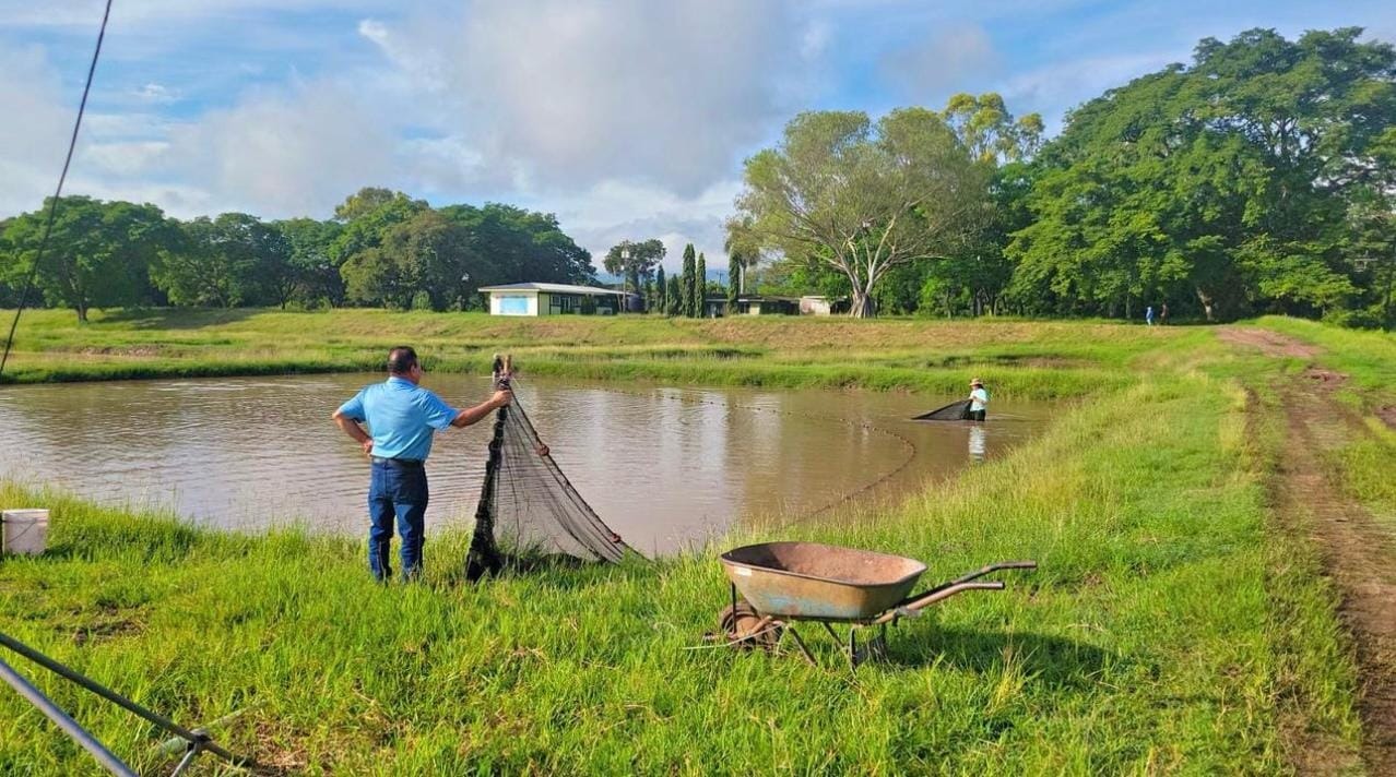 Producción de tilapia crecería hasta un 6% en Honduras durante 2026