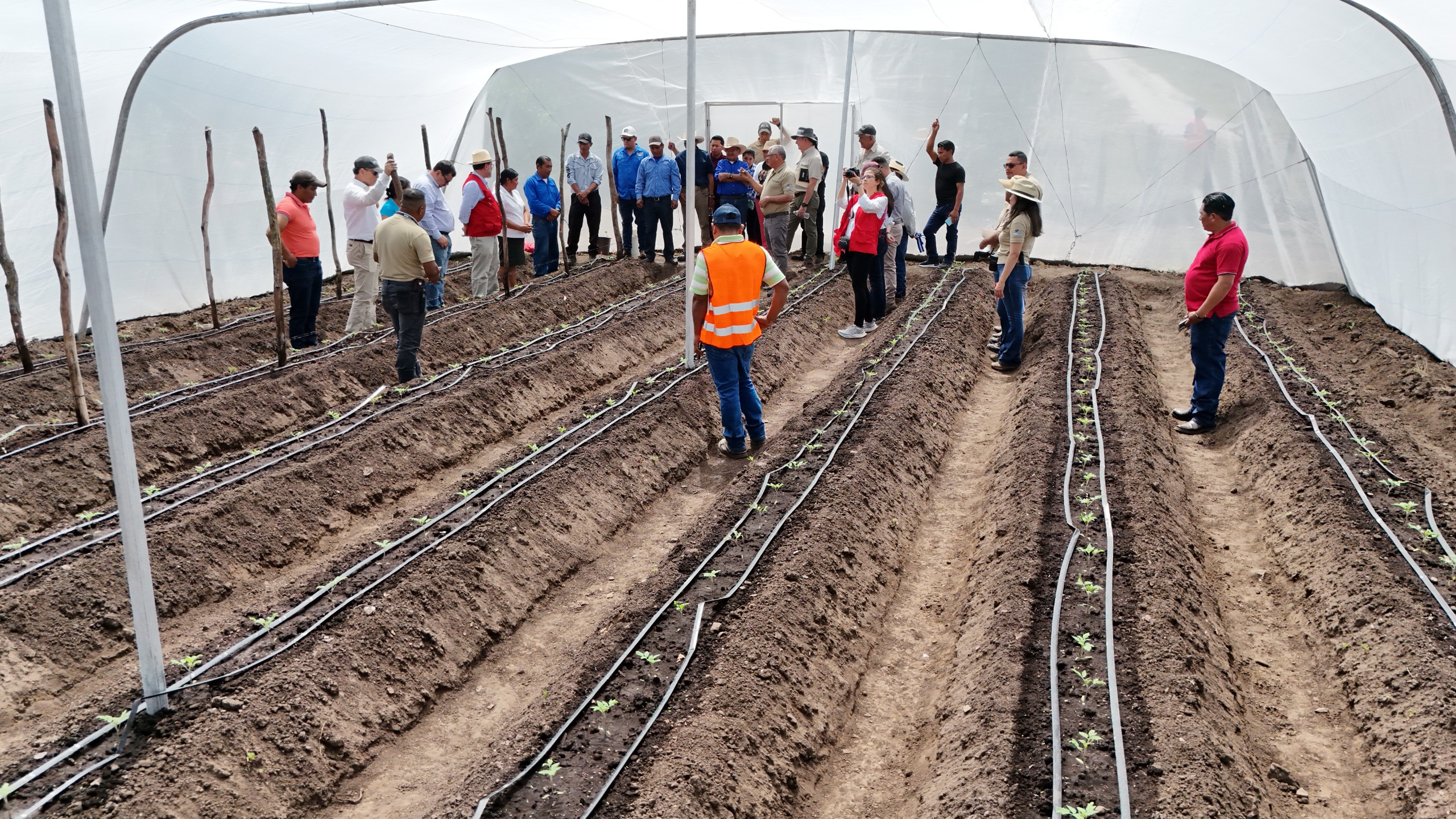 Productores de hortalizas y café en Intibucá fortalecen su producción con inversión superior a L1.5 millones