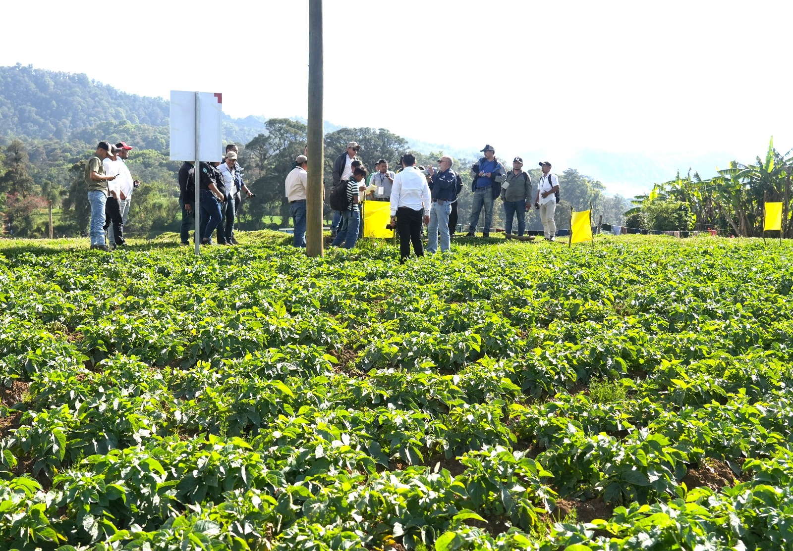 Productores de papa en Intibucá fortalecen control de plaga que amenaza cultivos