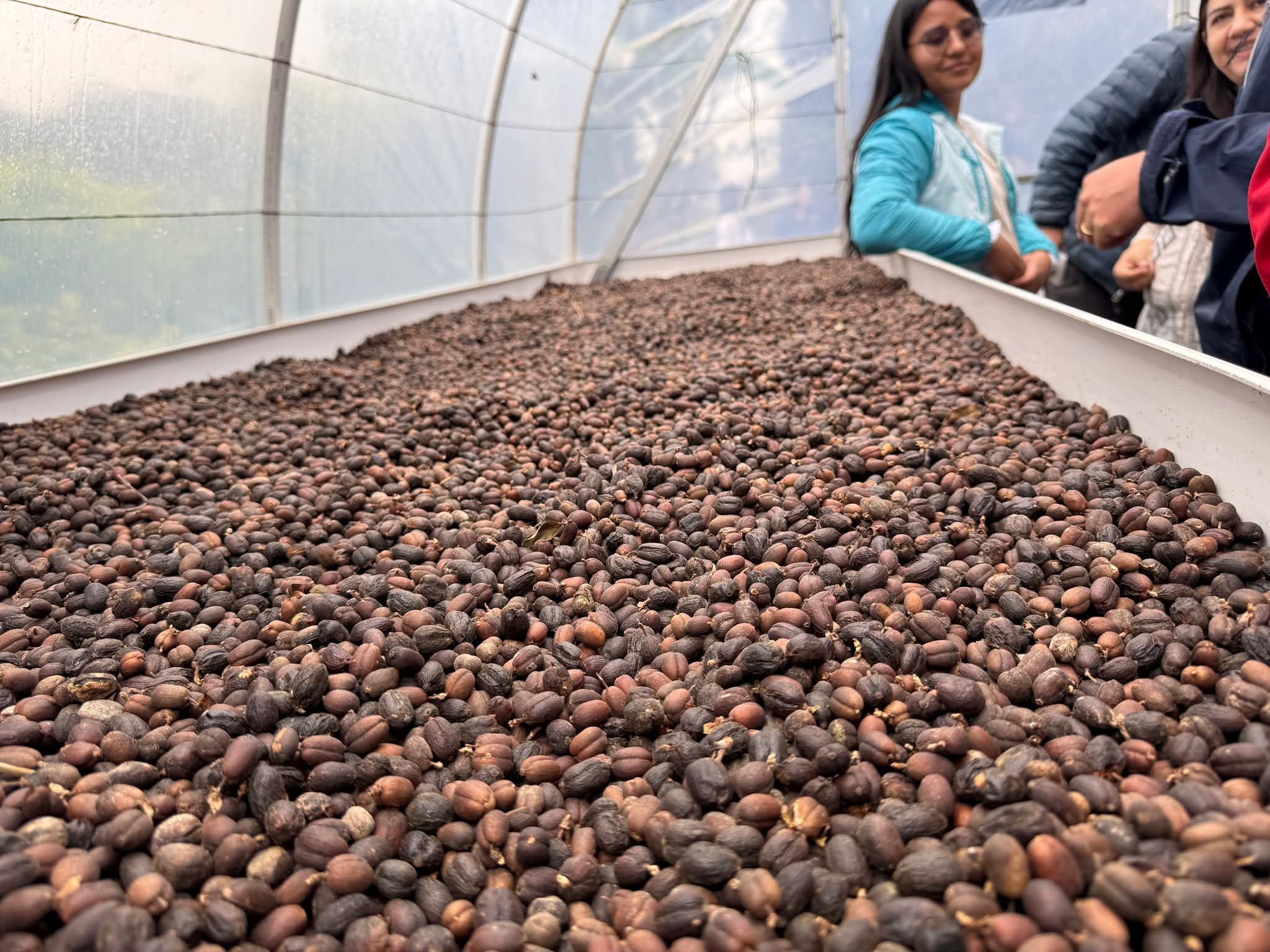 SAG-COMRURAL y Misión del Banco Mundial fortalecen la caficultura en El Paraíso