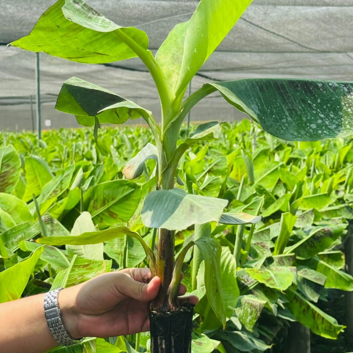 SAG-DICTA fortalece cooperación con Israel para impulsar la innovación agrícola
