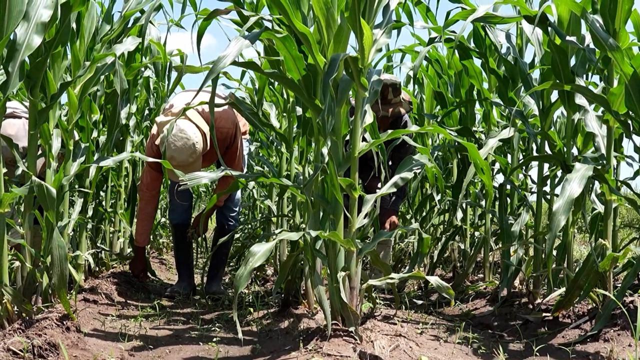 SAG impulsa 175 planes de negocio para fortalecer la producción rural en el noreste de Honduras