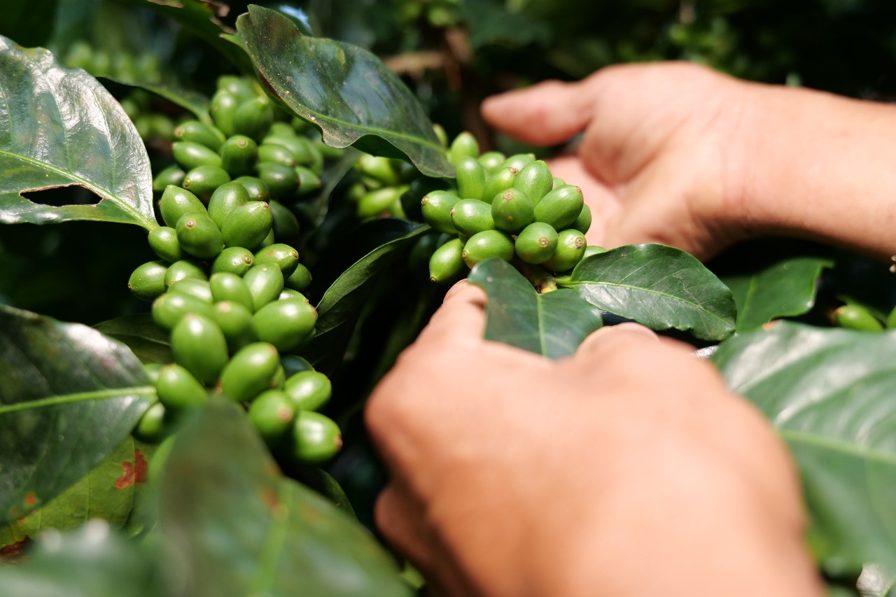 SAG impulsa plan integral para beneficiar a más de 87,000 caficultores