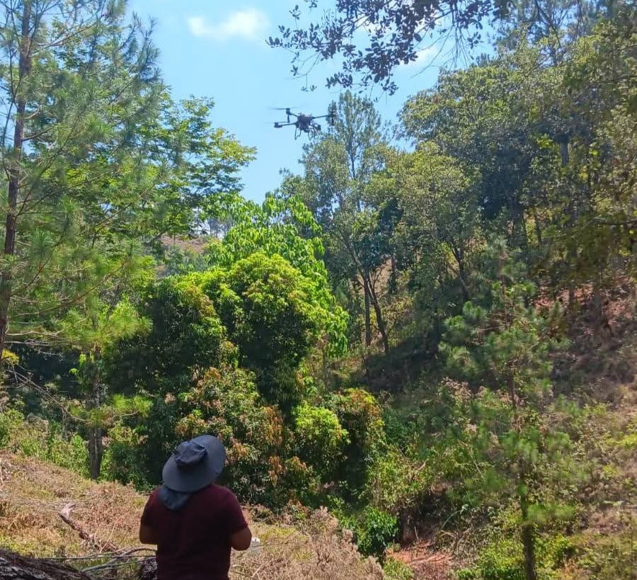 SAG-SENASA controla tres focos de langosta voladora en Olanchito tras alerta de productores